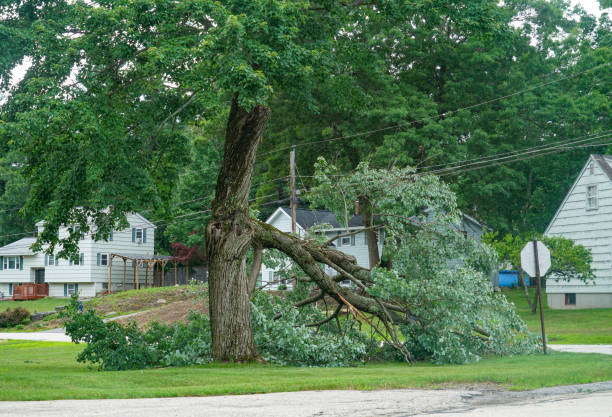 Why Choose Our Tree Removal Services in Newton, IL?