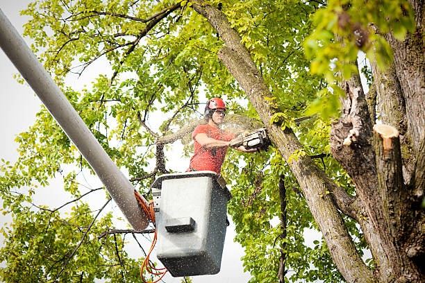 Professional  Tree Services in Newton, IL